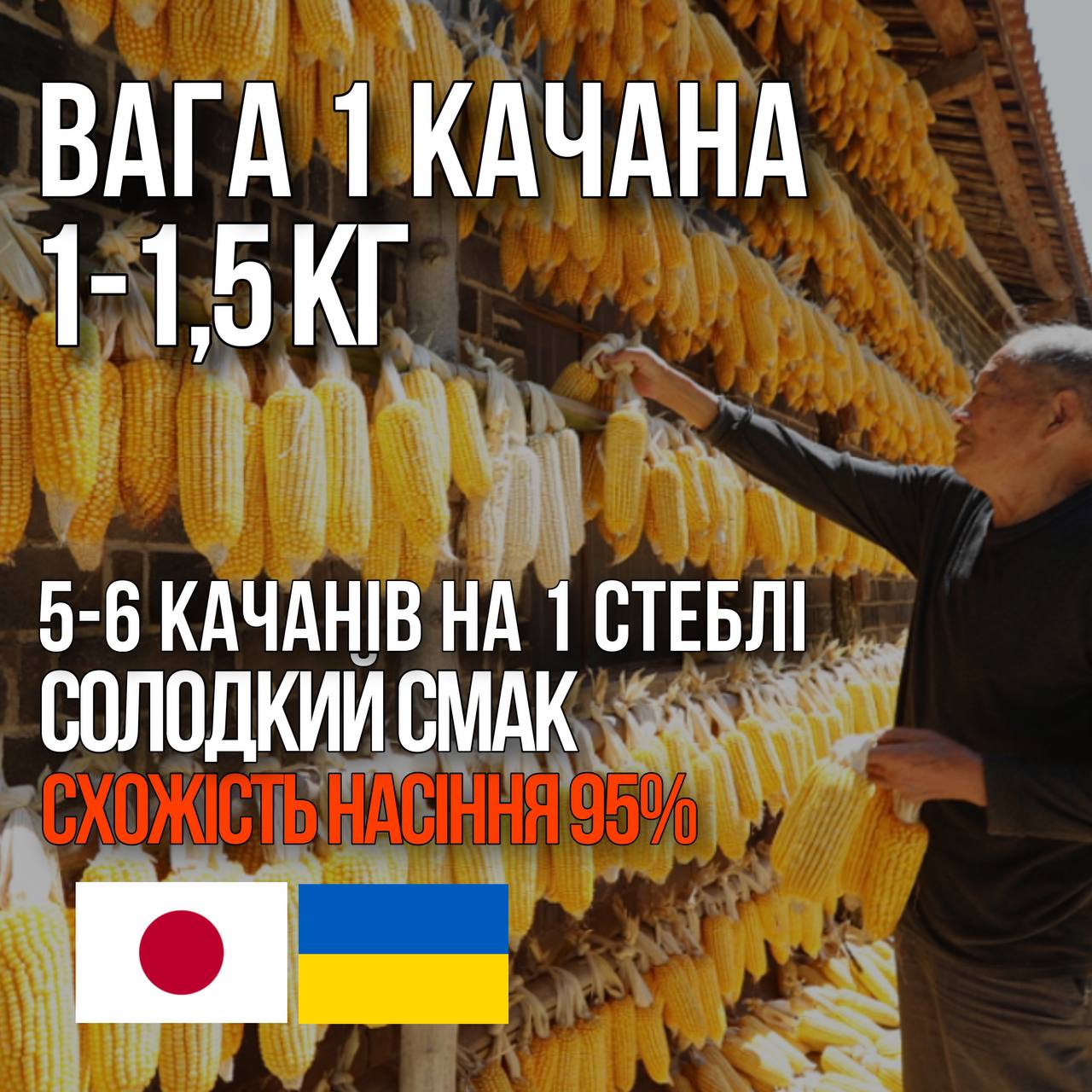 НАСІННЯ ЯПОНСЬКОЇ СОЛОДКОЇ КУКУРУДЗИ ГІГАНТА